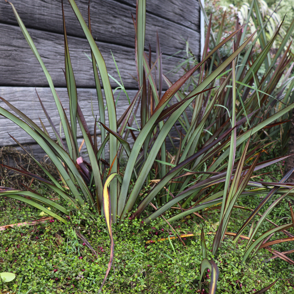 Phormium Surfer Image