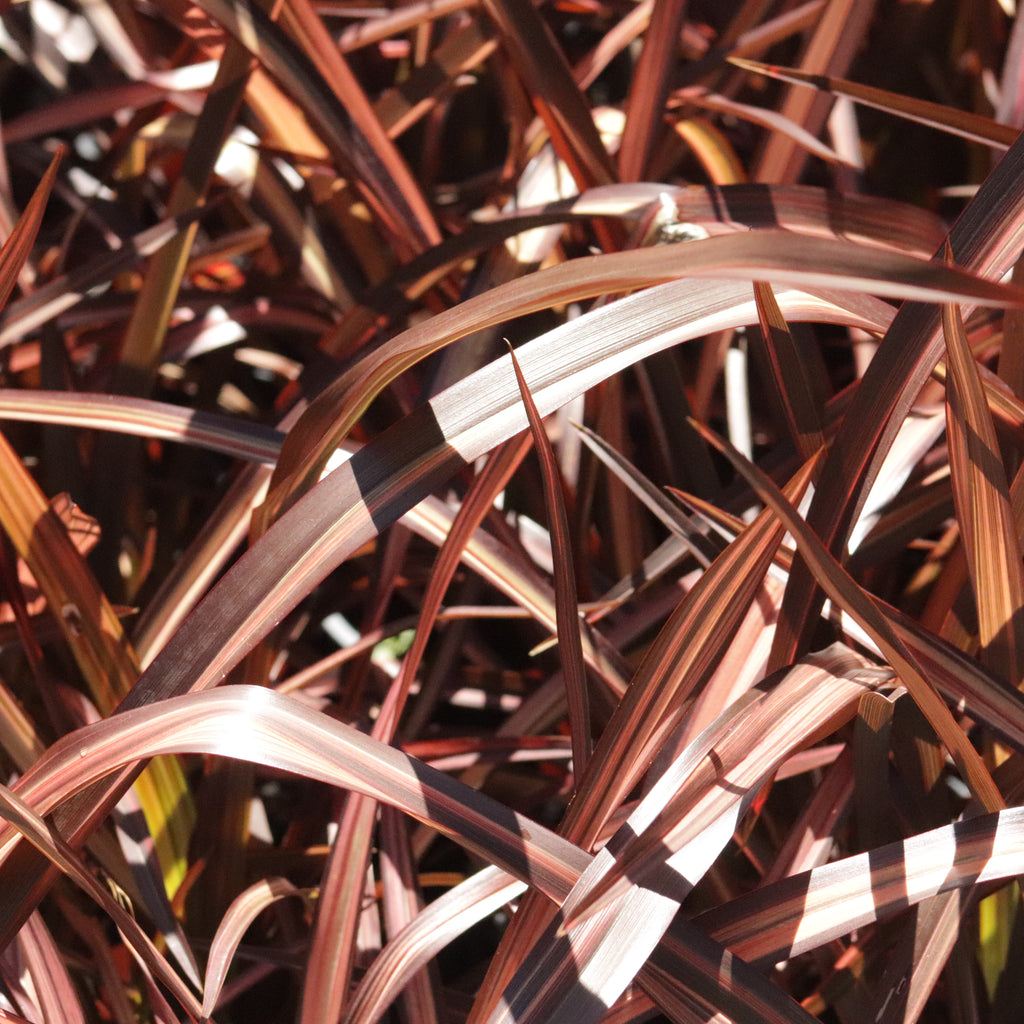 Phormium Veneer Image