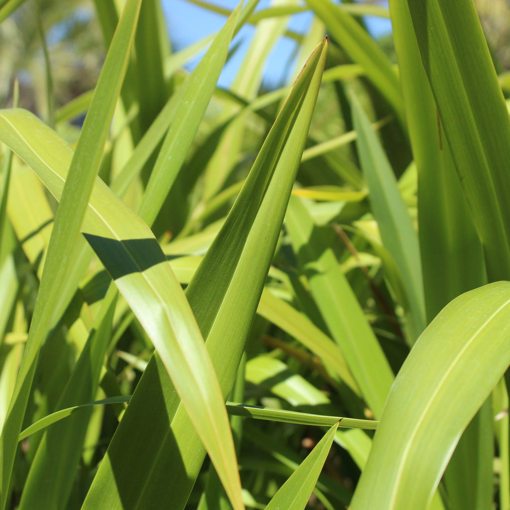Phormium cookianum Image