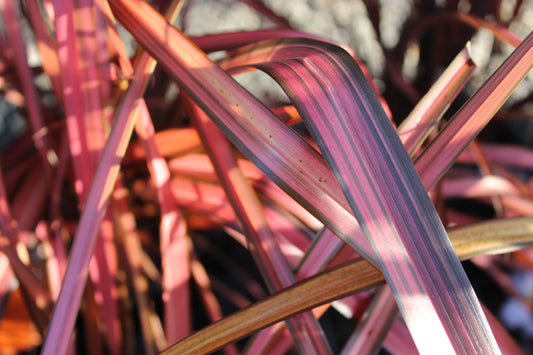 Phormium cookianum Rainbow Red