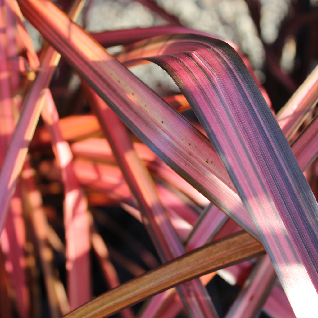 Phormium cookianum Rainbow Red Image