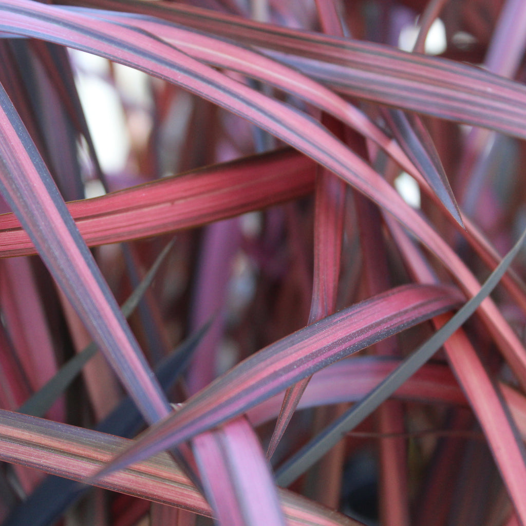 Phormium cookianum Rainbow Red Image