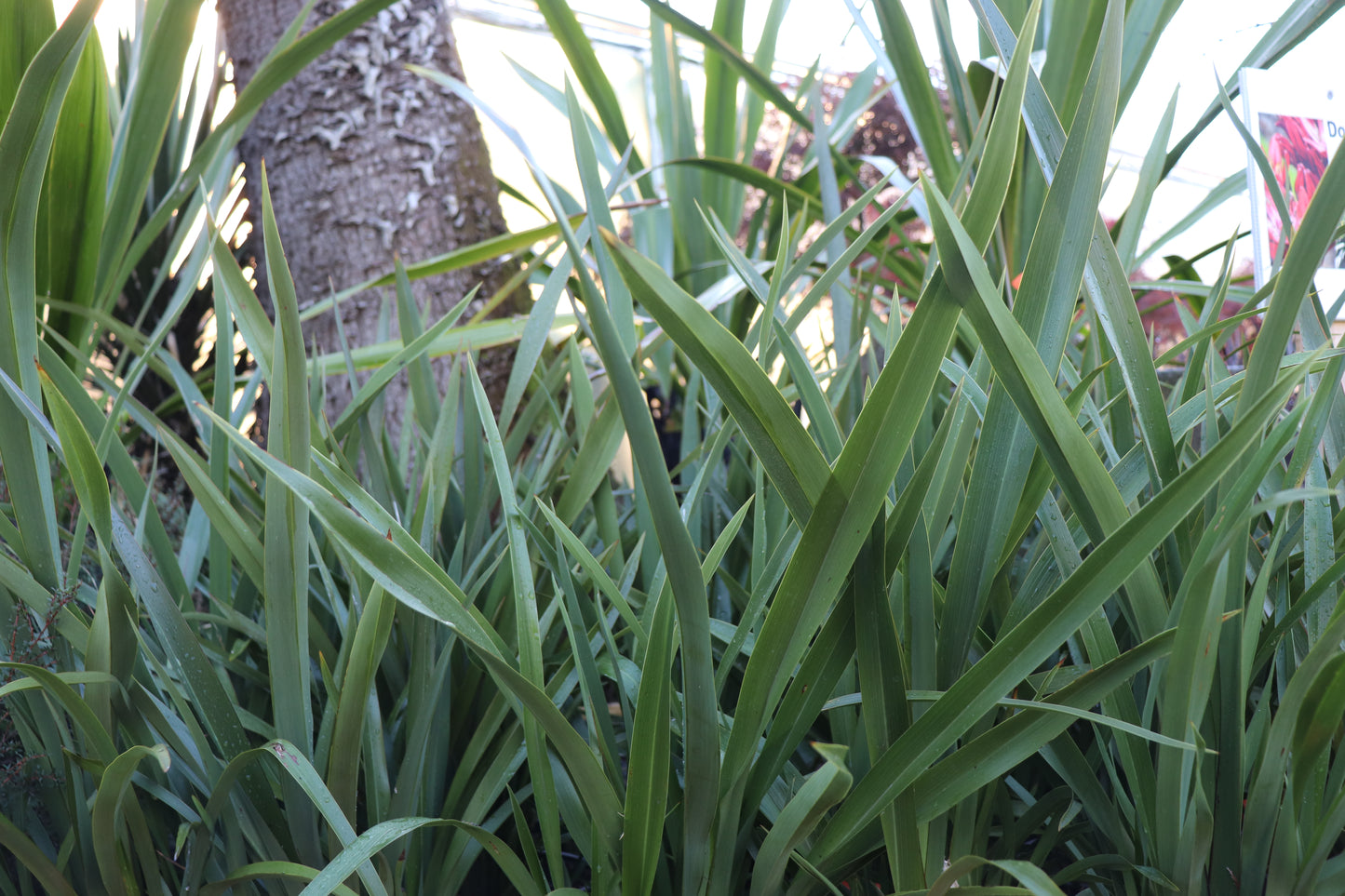 Phormium tenax