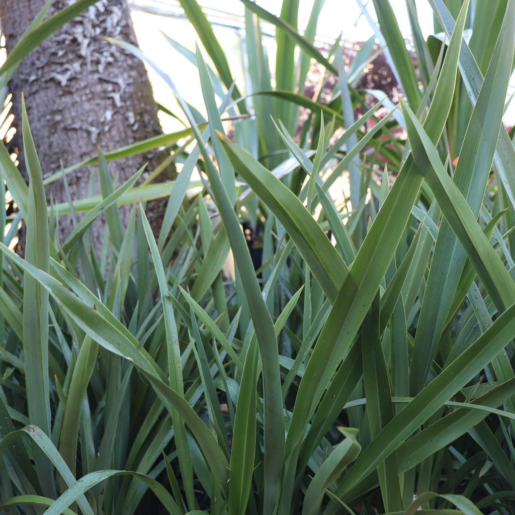 Phormium tenax Image