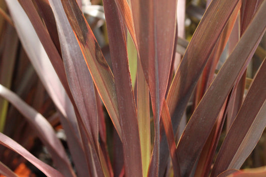 Phormium tenax purpurea