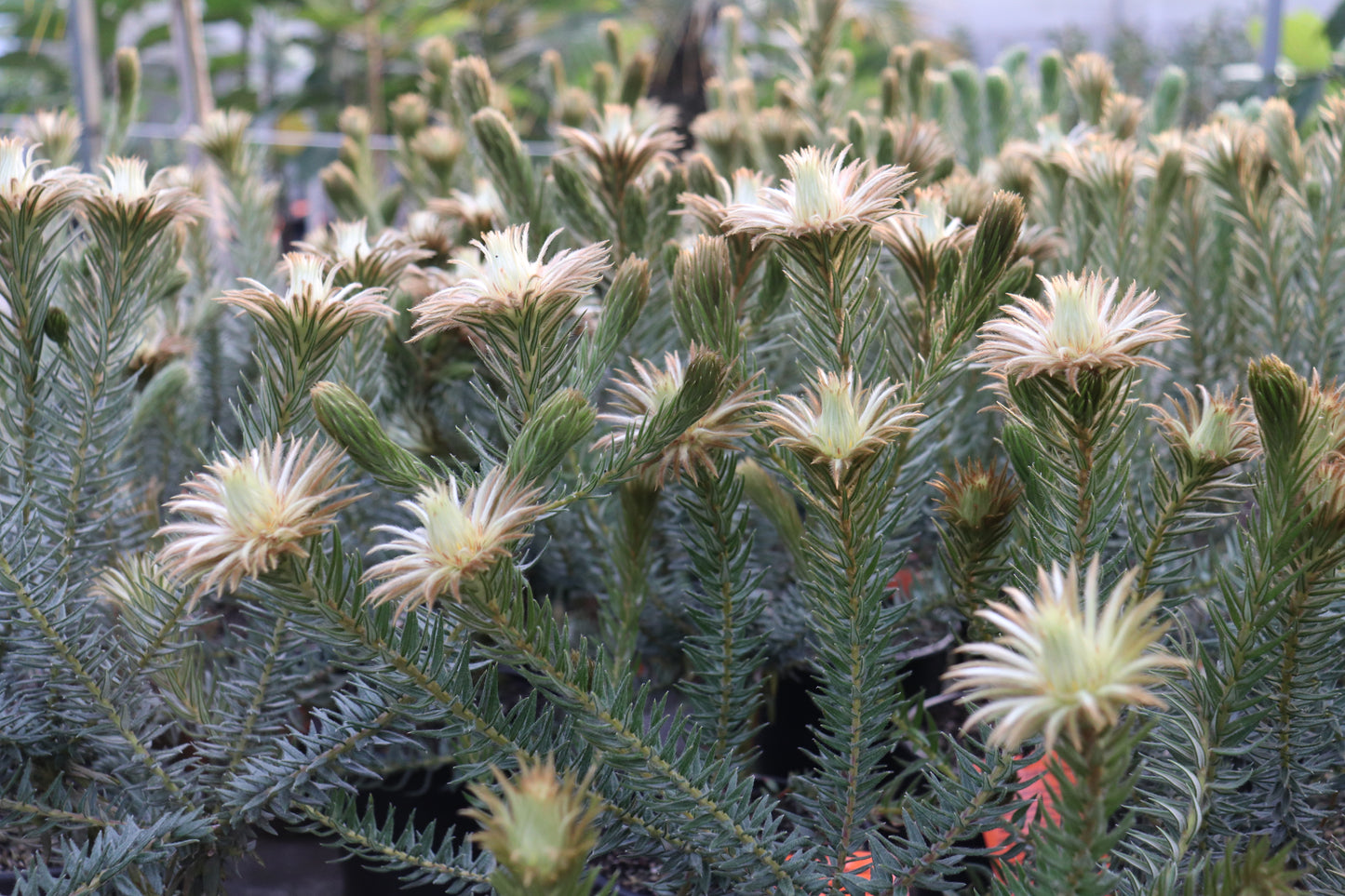 Phylica pubescens 3
