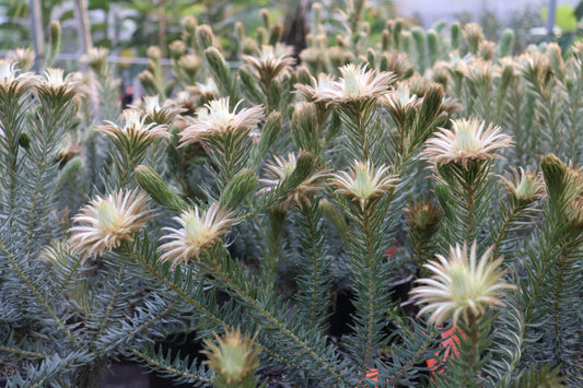 Phylica pubescens 3