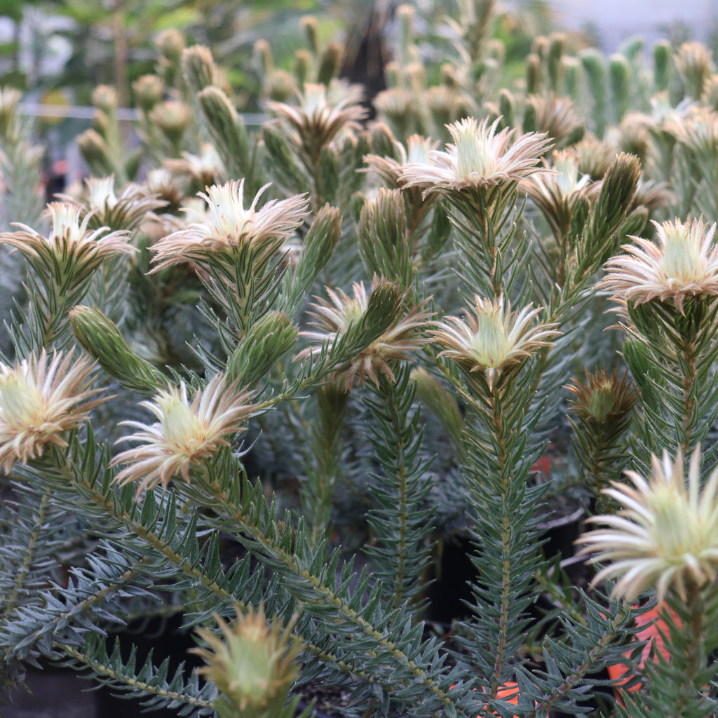 Phylica pubescens Image