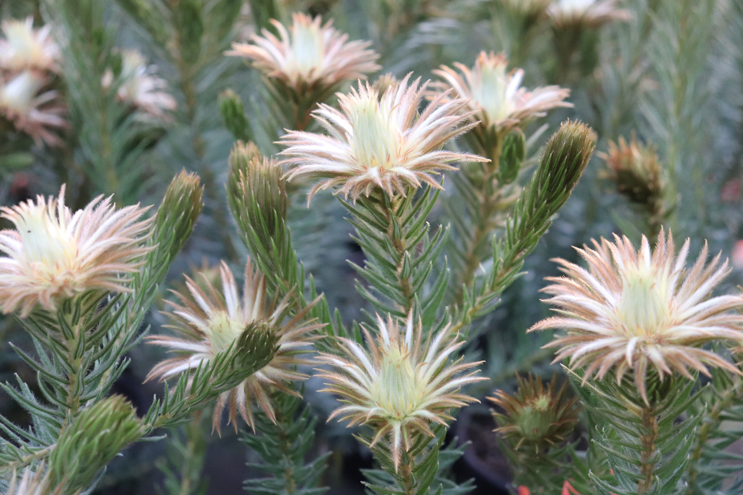 Phylica pubescens 4