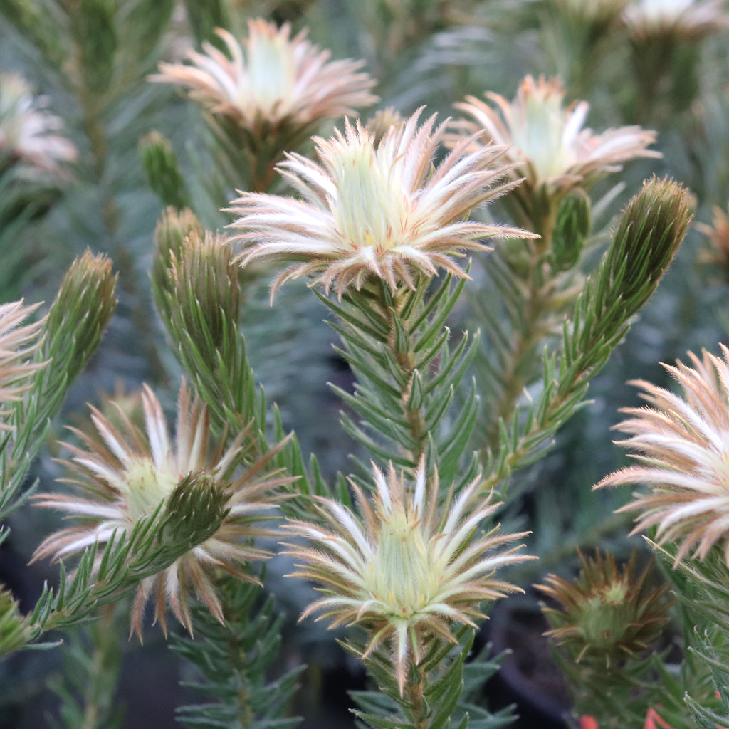 Phylica pubescens Image