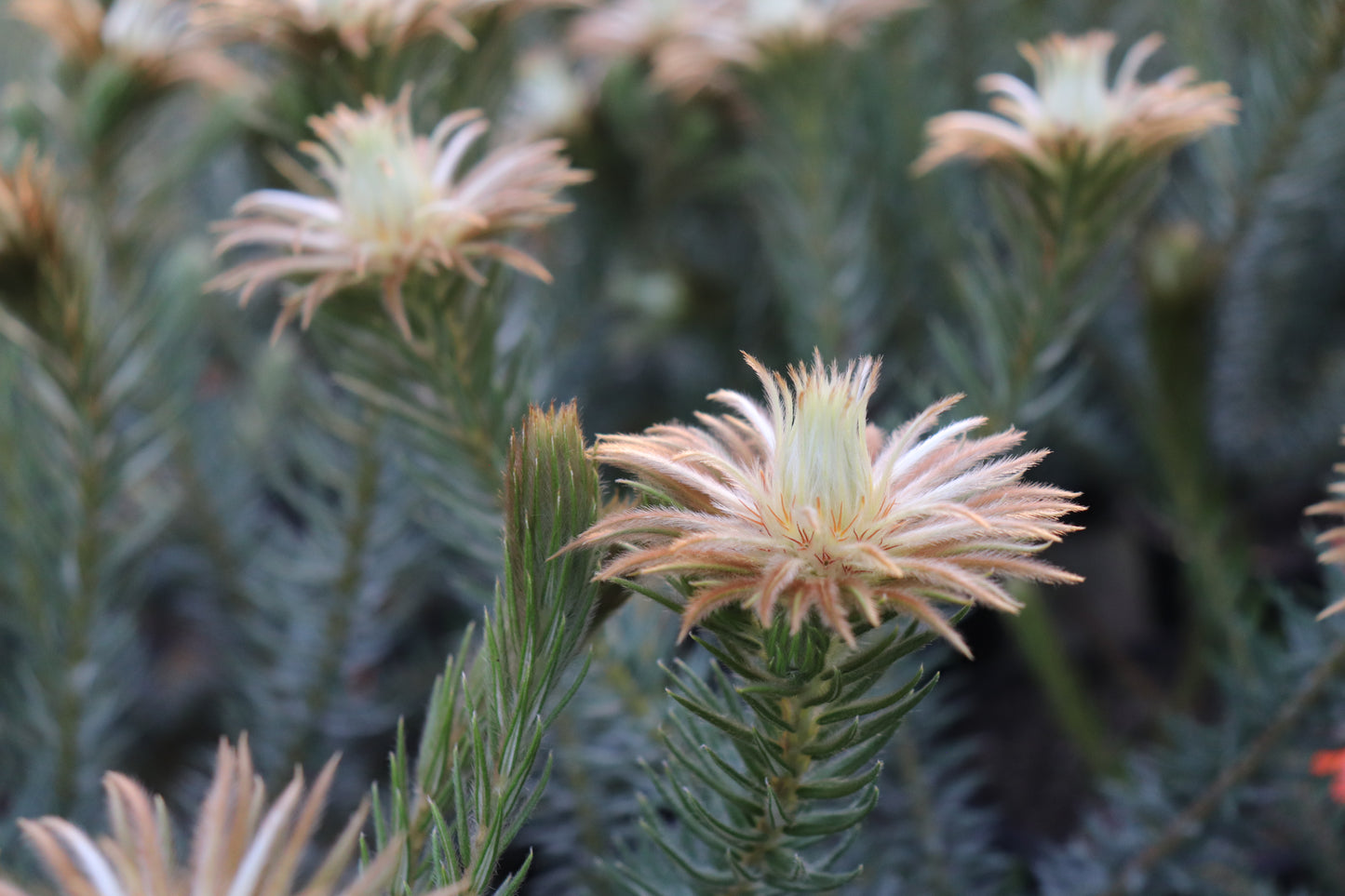 Phylica pubescens 5