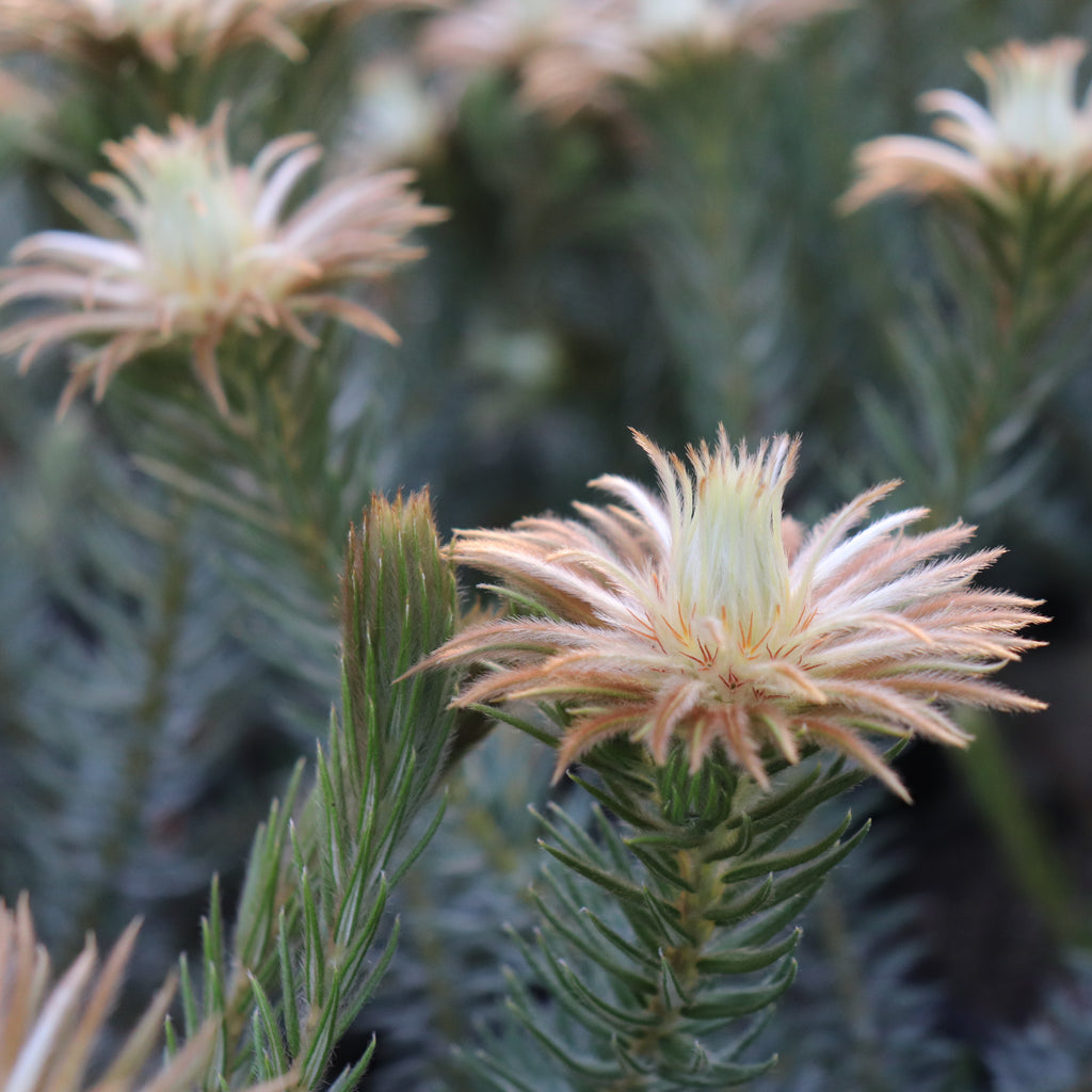 Phylica pubescens Image