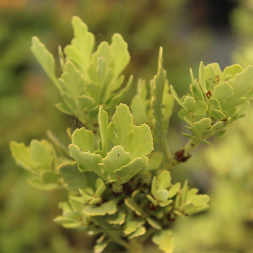 Phyllocladus alpina Image