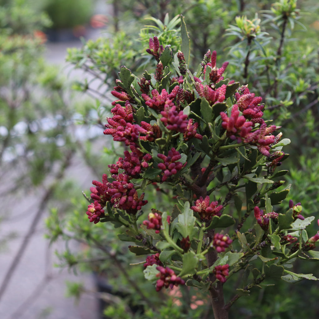 Phyllocladus alpina Image