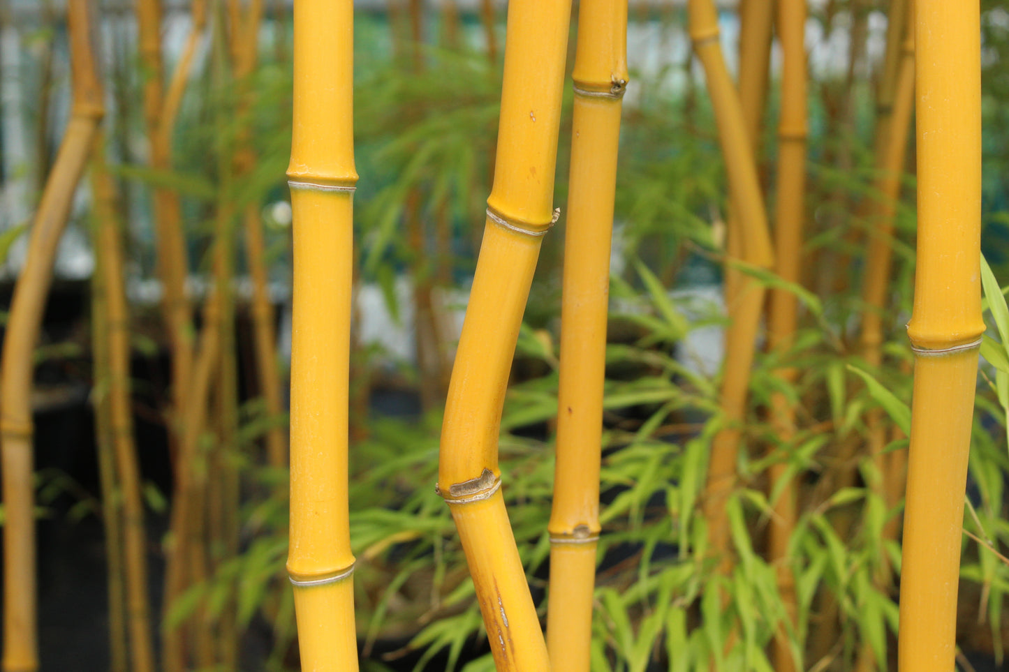 Phyllostachys aureocaulis 'laura kemple'