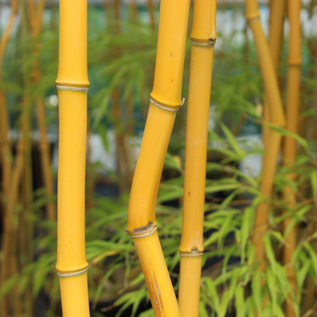 Phyllostachys aureosulcata Laura Kemple Image