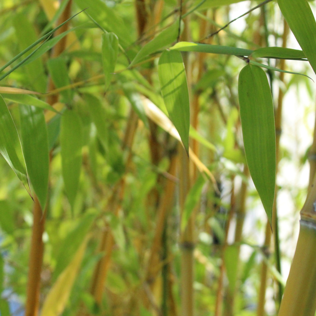 Phyllostachys iridescens Image