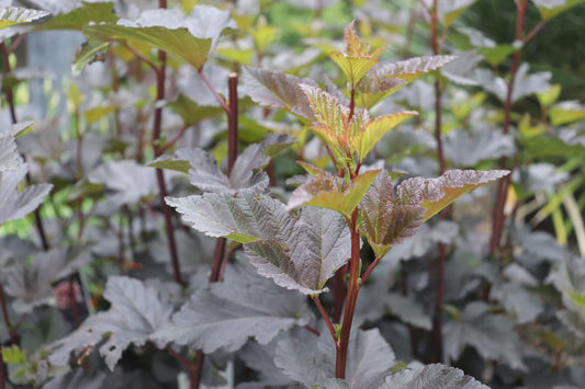 Physocarpus opulifolius Shady Lady