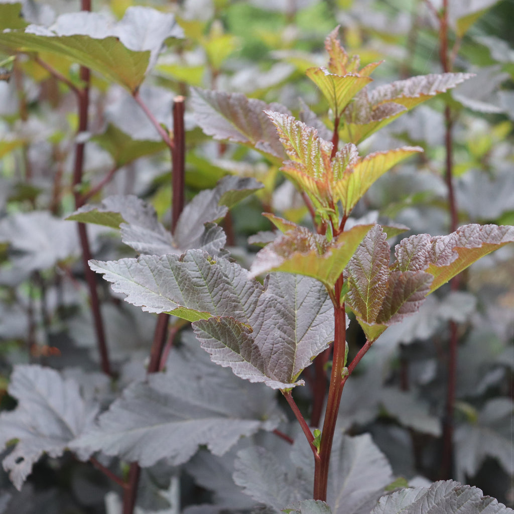 Physocarpus opulifolius Shady Lady Image