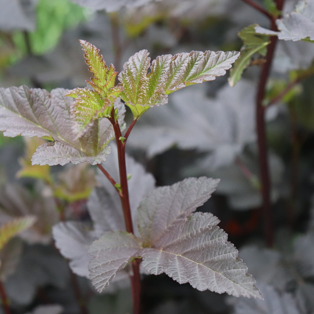 Physocarpus opulifolius Shady Lady Image