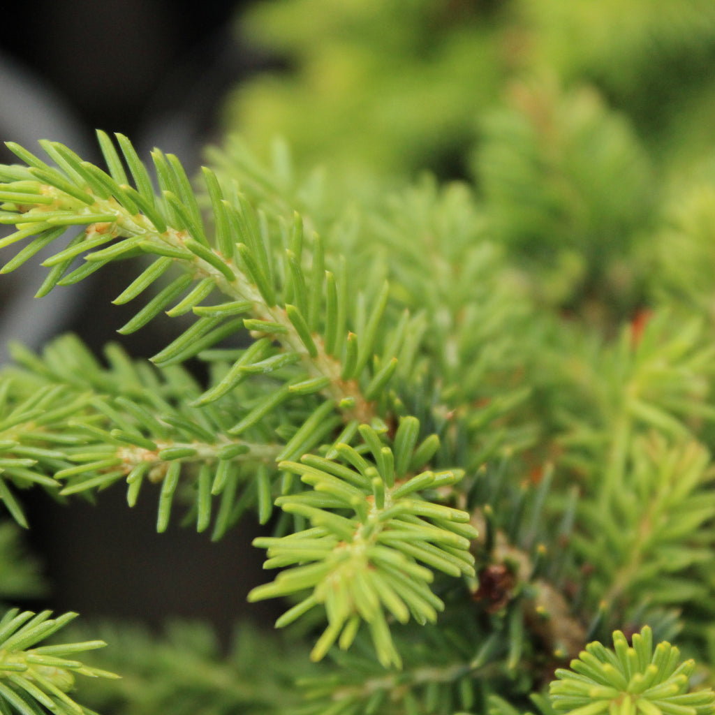 Picea abies Little Gem Image