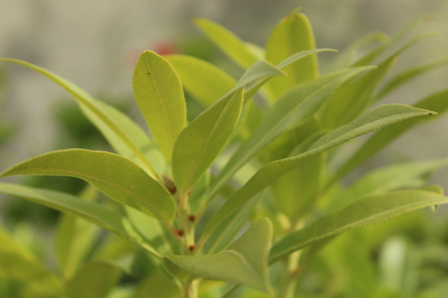 Pieris Wakehurst