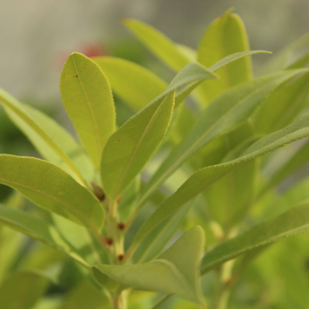 Pieris Wakehurst Image