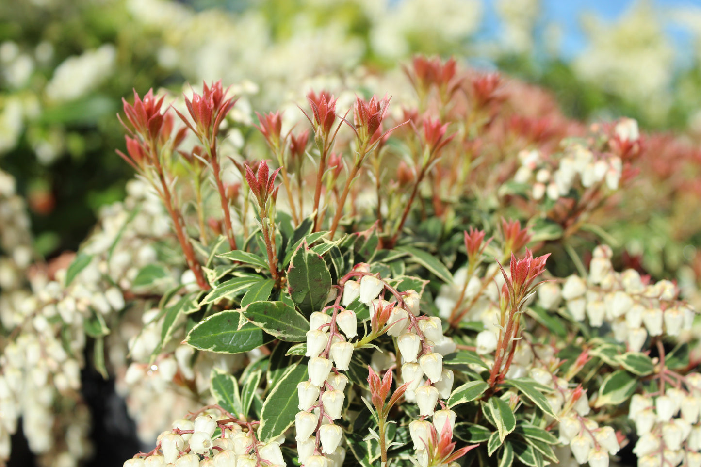 Pieris japonica Little Heath 2