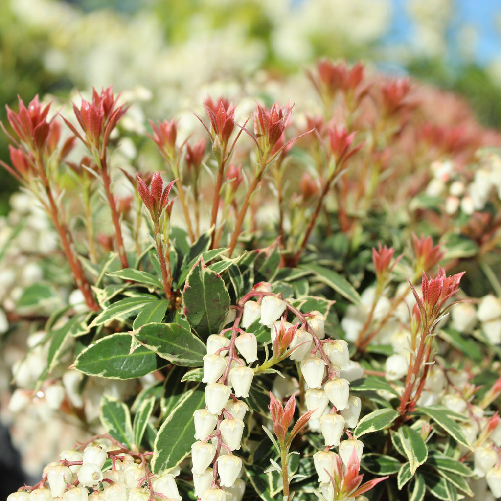 Pieris japonica Little Heath Image