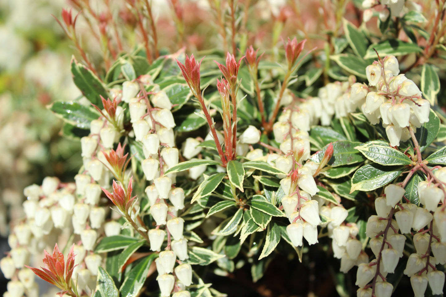 Pieris japonica Little Heath 3