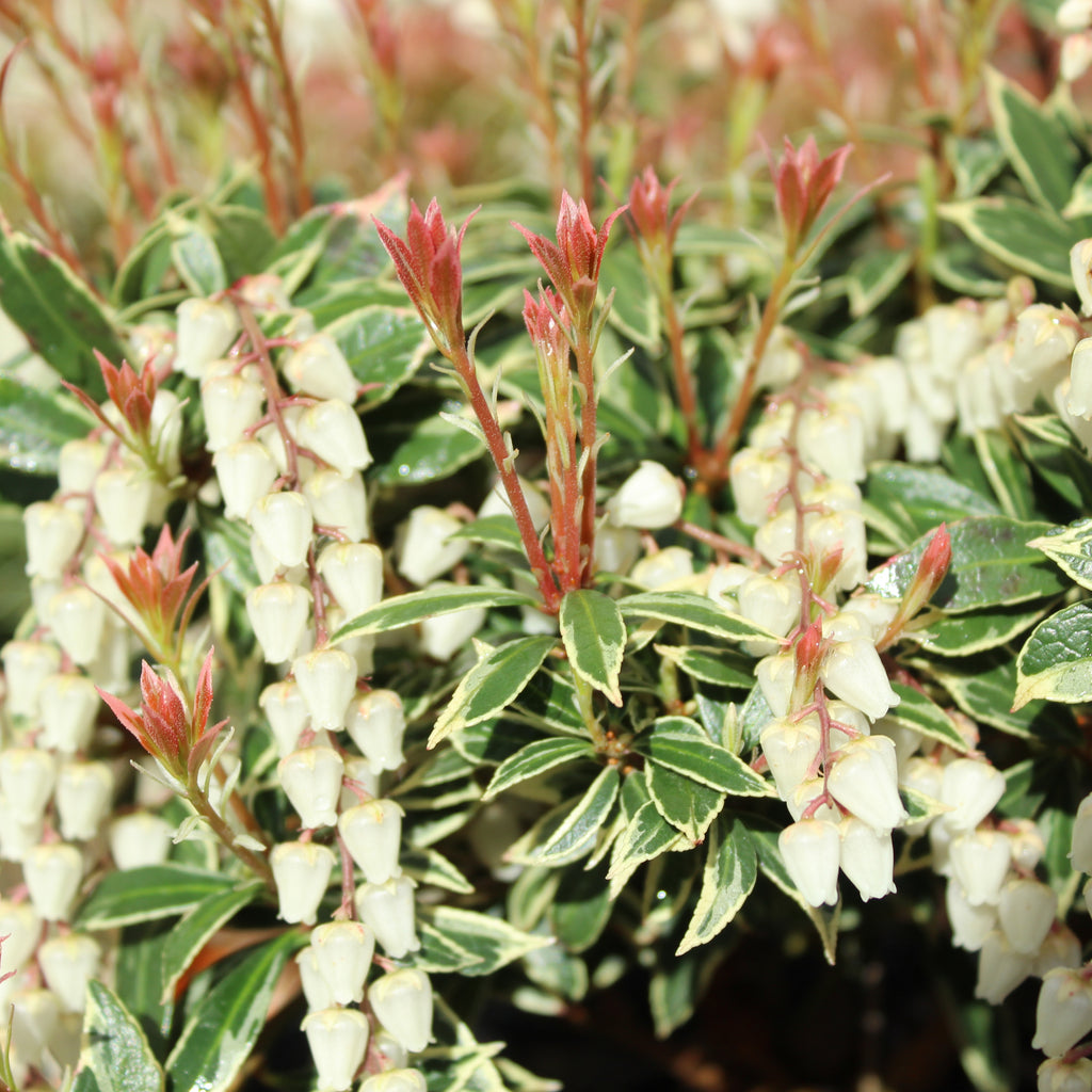 Pieris japonica Little Heath Image