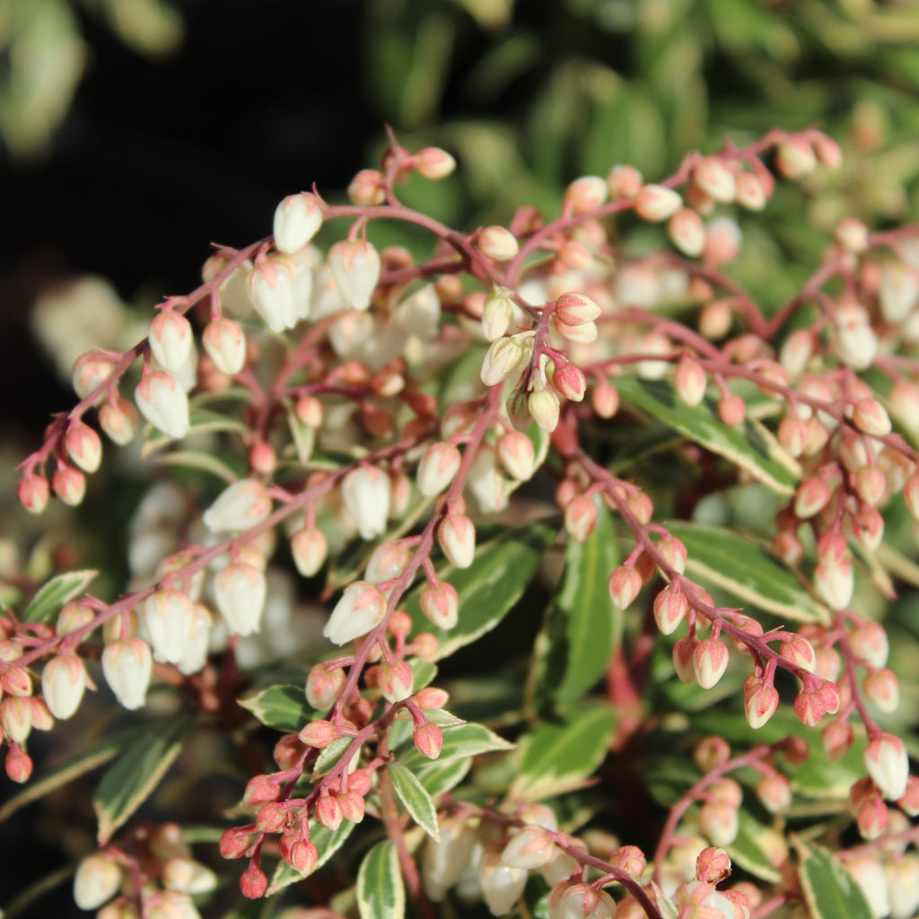 Pieris japonica Little Heath Image