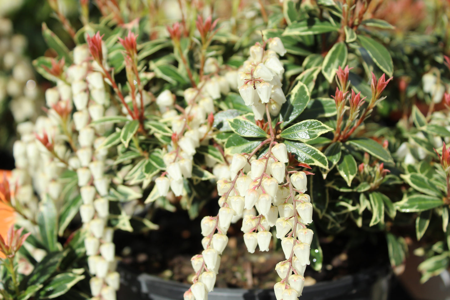 Pieris japonica Little Heath 5