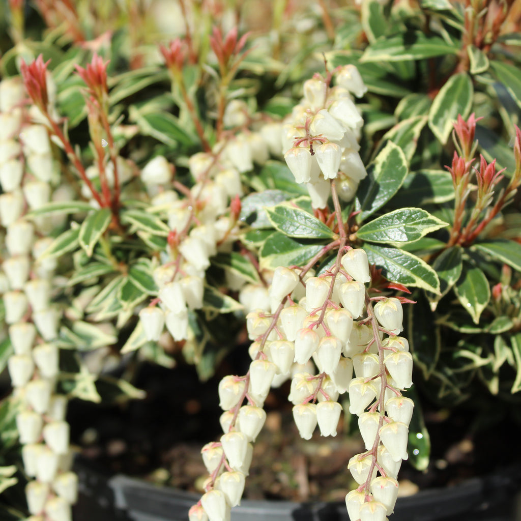 Pieris japonica Little Heath Image