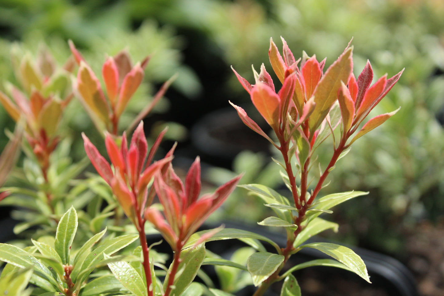 Pieris japonica little heath