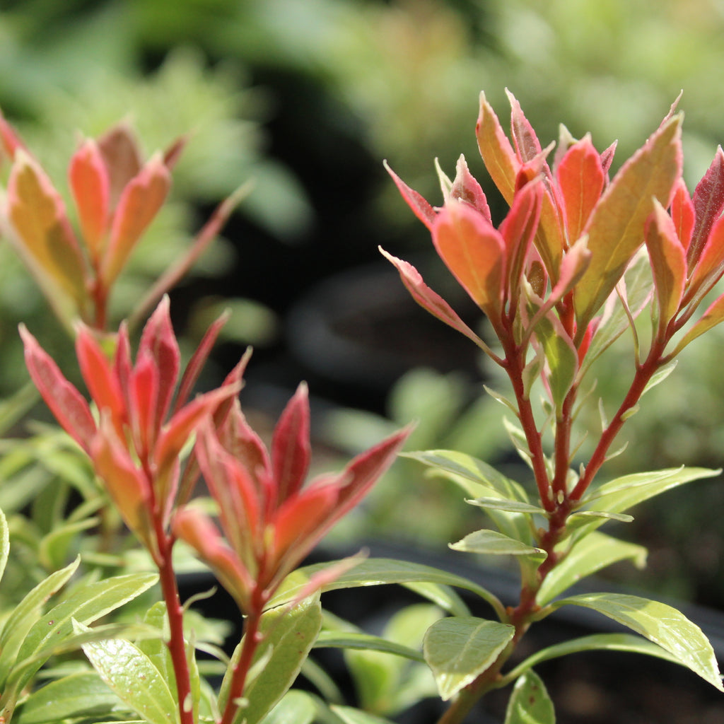 Pieris japonica Little Heath Image