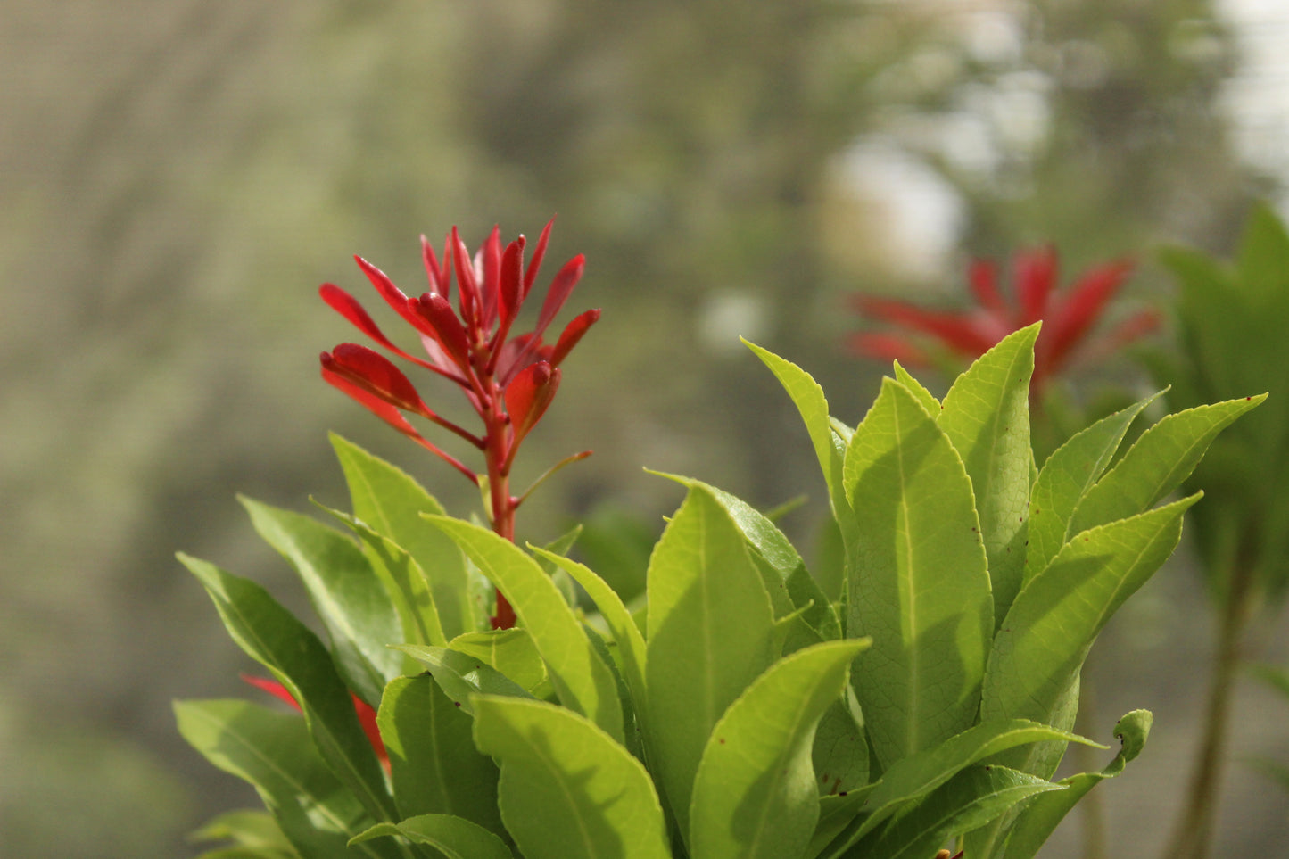 Pieris japonica mountain fire