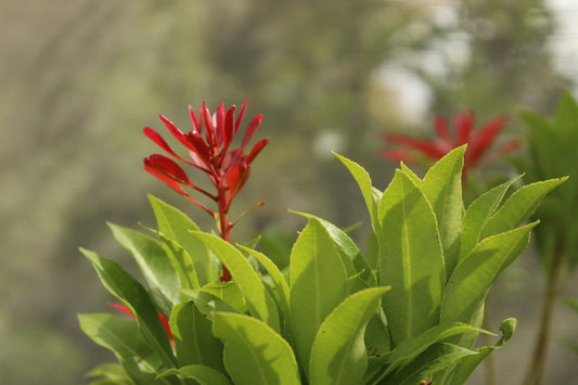 Pieris japonica mountain fire