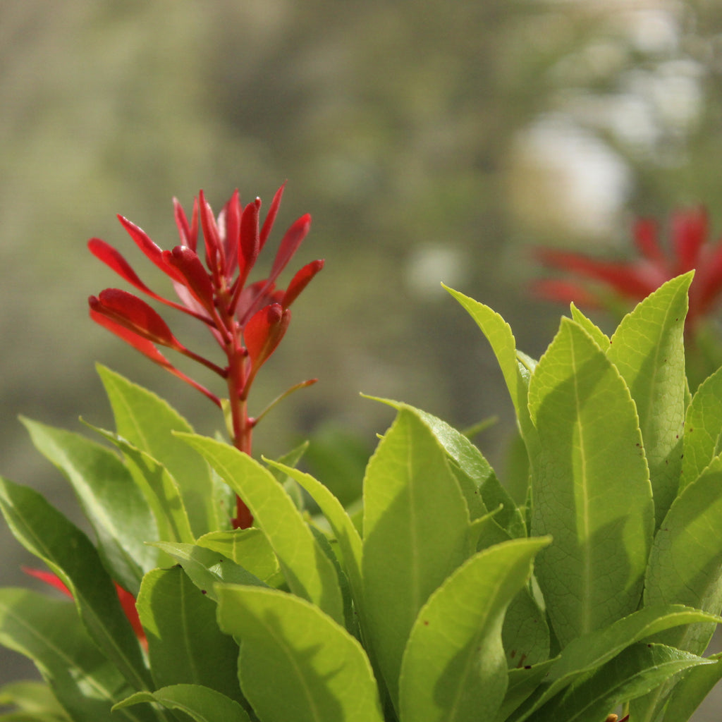 Pieris japonica Mountain Fire Image
