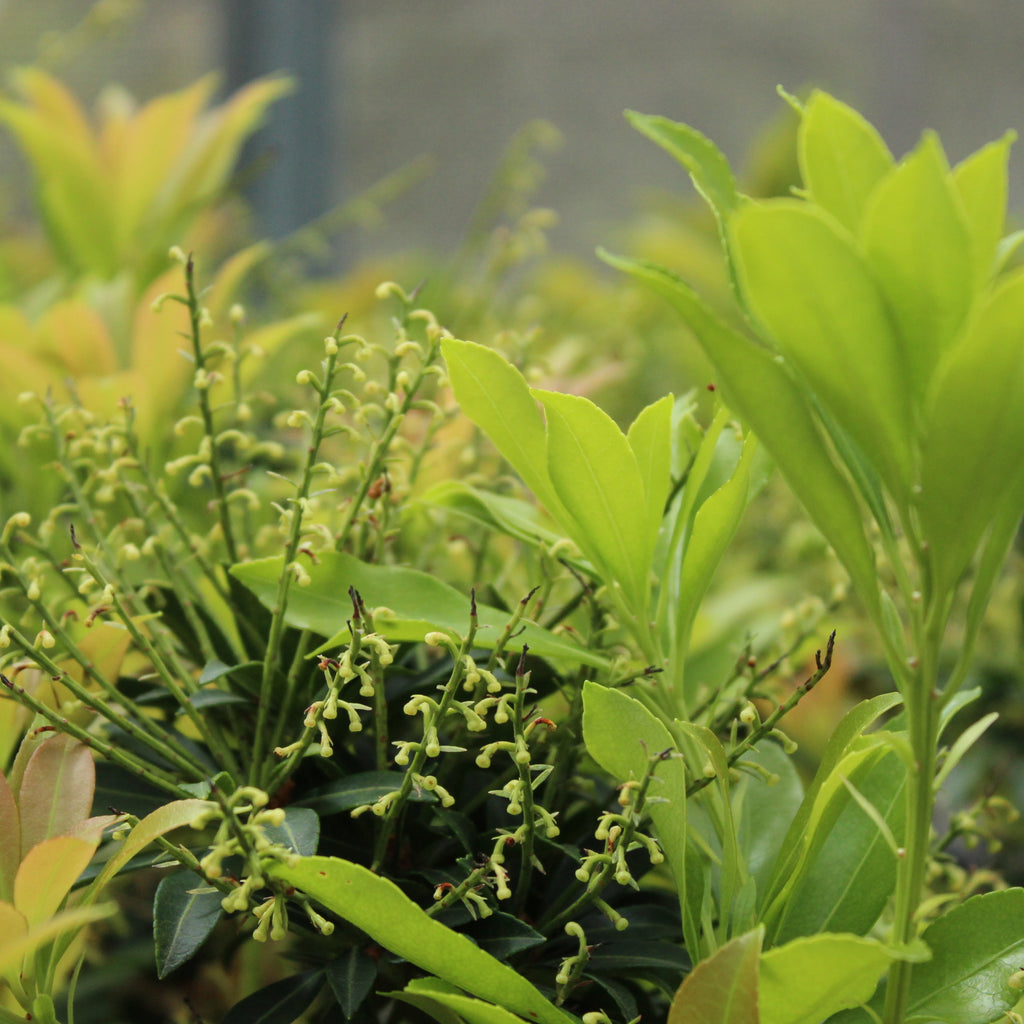 Pieris purity Image