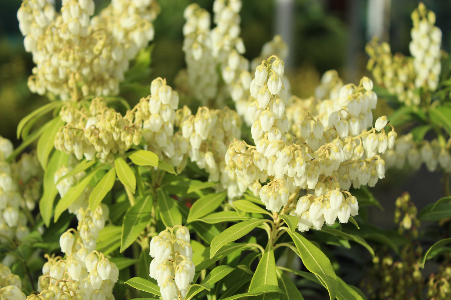 Pieris purity 2