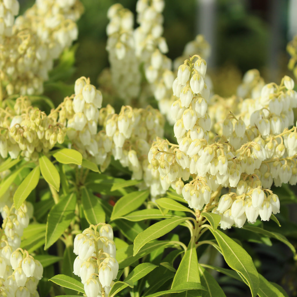 Pieris purity Image