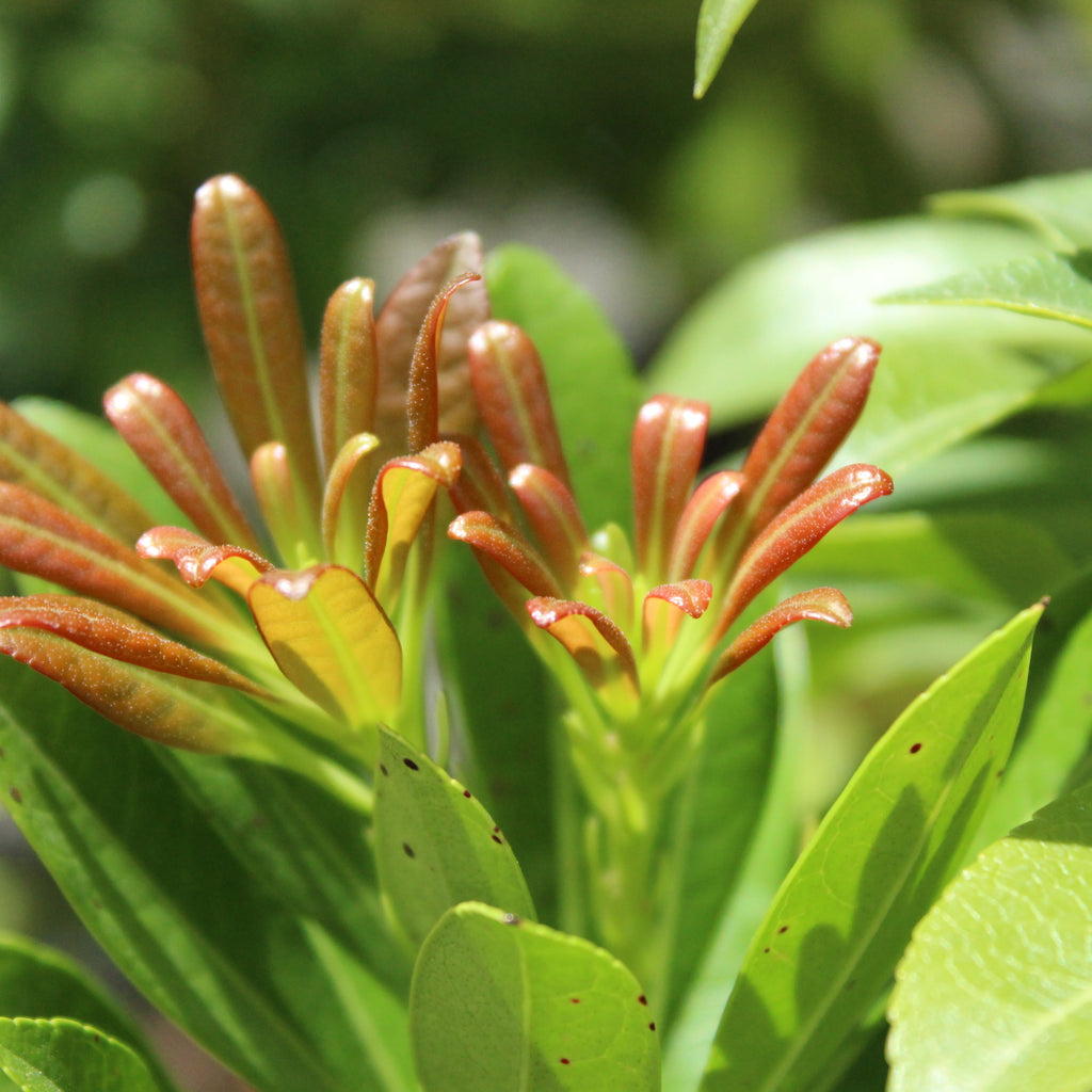 Pieris Temple Bells Image