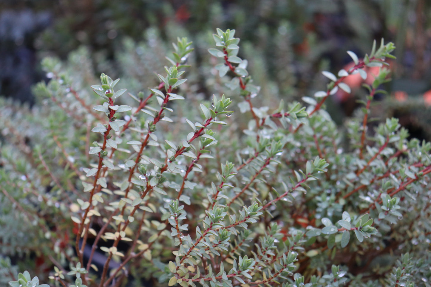 Pimelea orthia