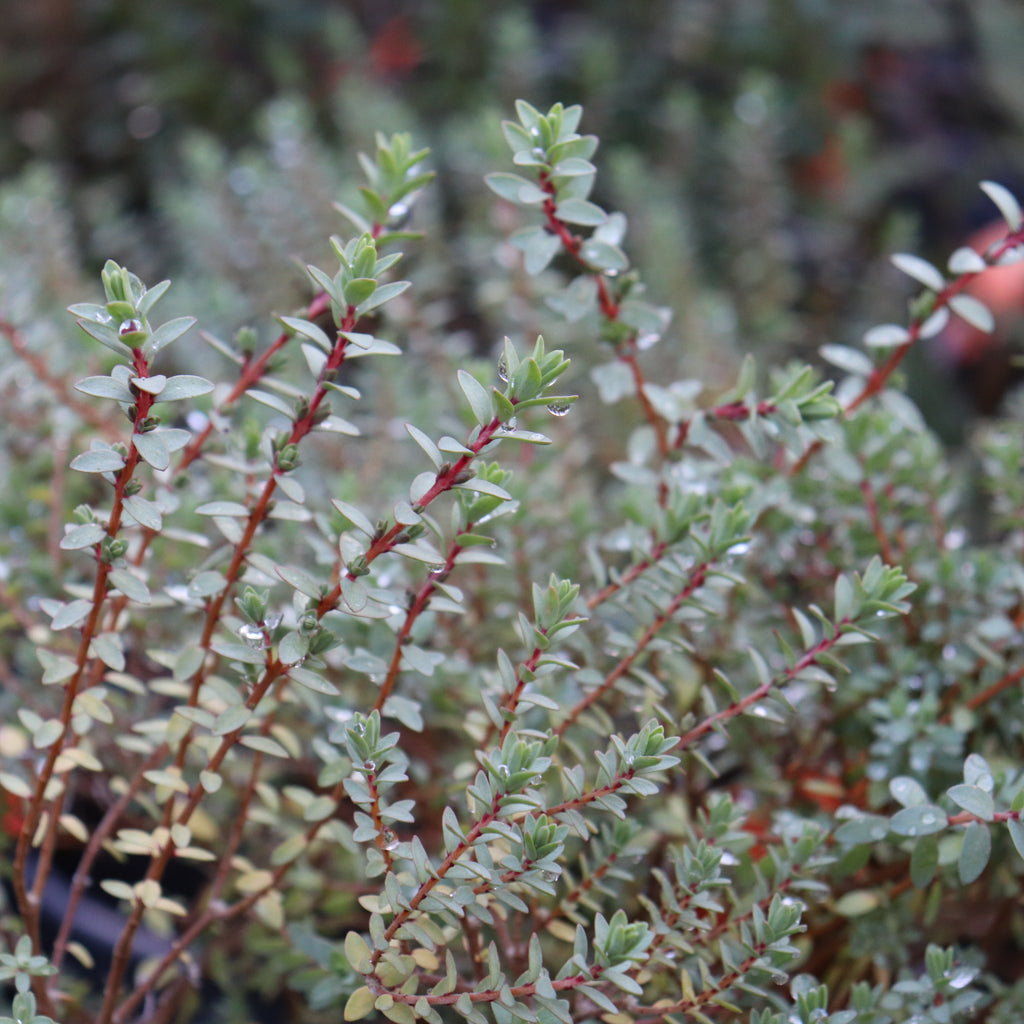 Pimelea orthia Image