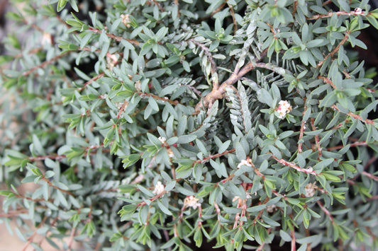 Pimelea prostrata Blue Peter