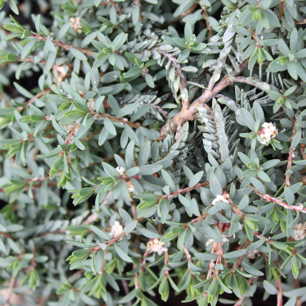 Pimelea prostrata Blue Peter Image