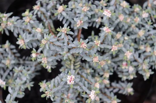 Pimelea prostrata glauca
