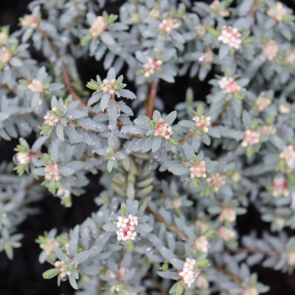 Pimelea prostrata glauca Image