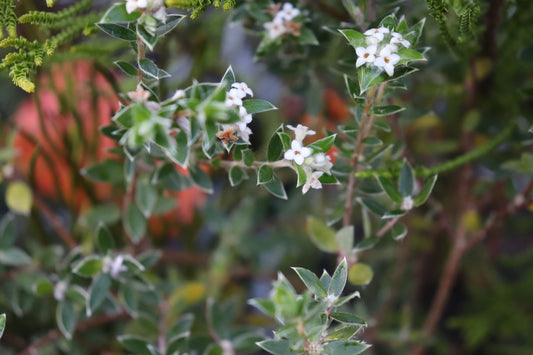 Pimelia pseudolyallii